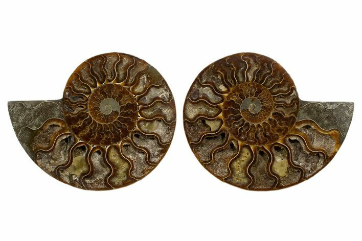 Cut & Polished, Agatized Ammonite Fossil - Deep Crystal Pockets #323403